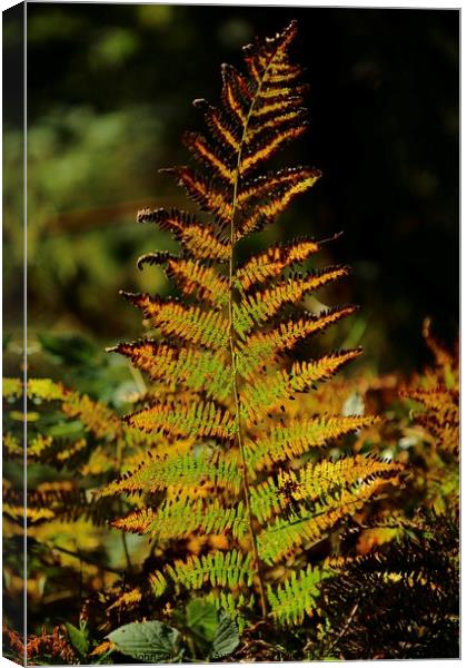 Sunlit autumn fern Canvas Print by Simon Johnson