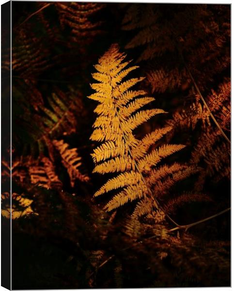 Sunlit  autumn fern  Canvas Print by Simon Johnson