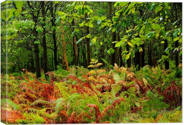 Woodland ferns Canvas Print by Simon Johnson