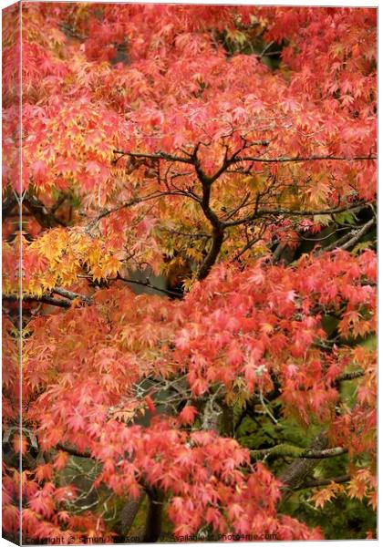 Acer autumn leaves Canvas Print by Simon Johnson