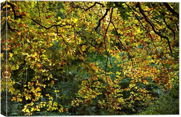 Sunlit Beech leaves, Cotswold Woodland Broadway woods  Gloucestershire Canvas Print by Simon Johnson