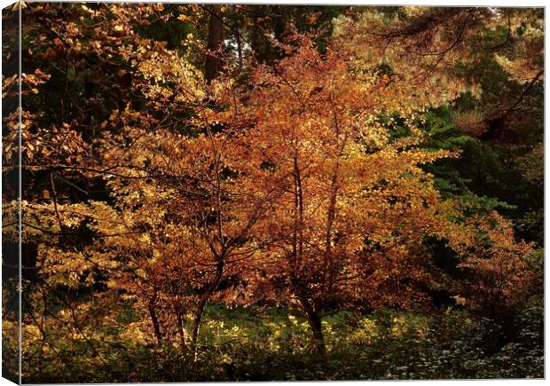 Sunlit ewoodland Canvas Print by Simon Johnson