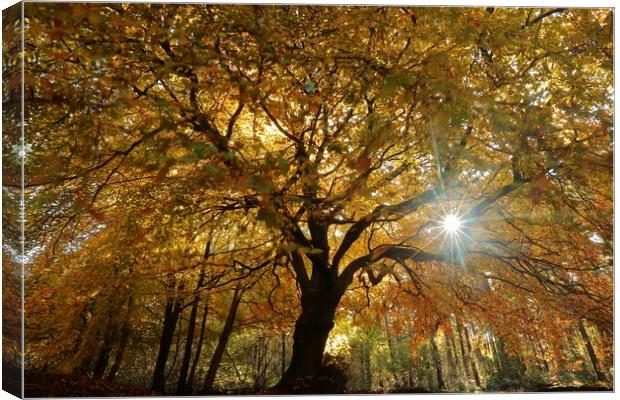  Under the Spreading Beech Tree Canvas Print by Simon Johnson