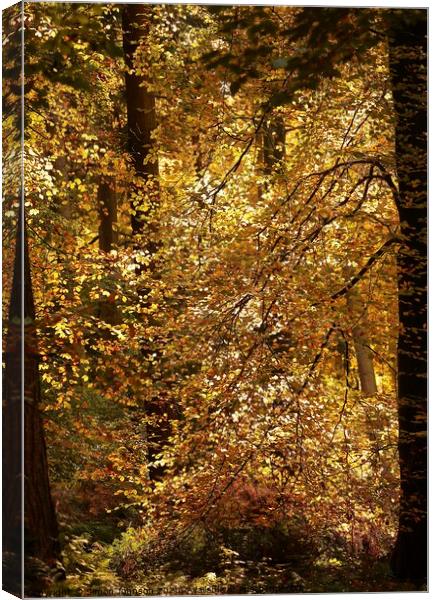  Autumn colour Canvas Print by Simon Johnson
