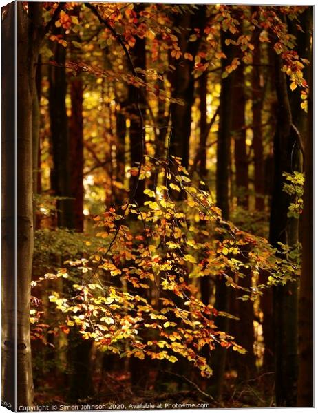 sunlit Beech Leaves Canvas Print by Simon Johnson