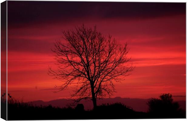 isolated tree sunrise Canvas Print by Simon Johnson