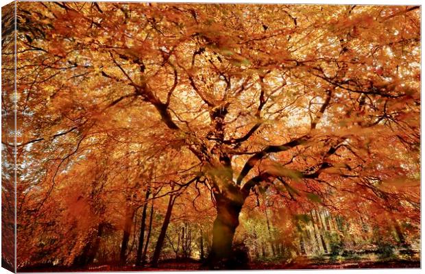Beech tree in autumn Canvas Print by Simon Johnson