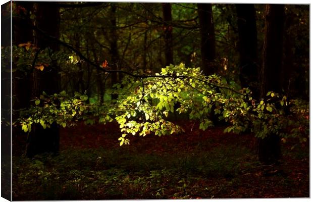 sunlit leaves Canvas Print by Simon Johnson