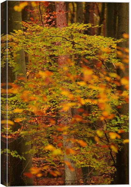 Trees and leaves Canvas Print by Simon Johnson