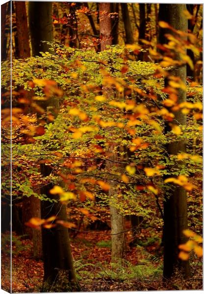 autumn Colour Canvas Print by Simon Johnson
