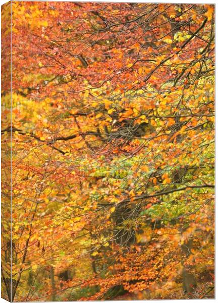 Impressionist woodland Canvas Print by Simon Johnson