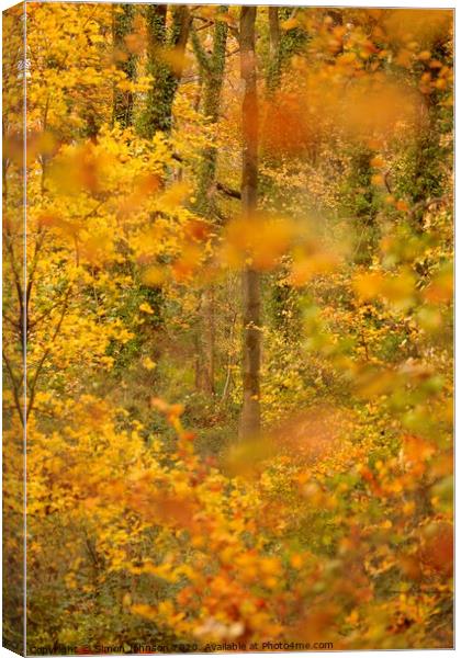 Autumn woodland impressionist image Canvas Print by Simon Johnson