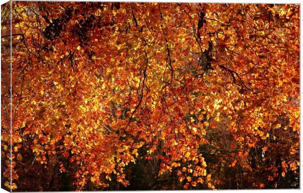 Autumn Goldolds Canvas Print by Simon Johnson