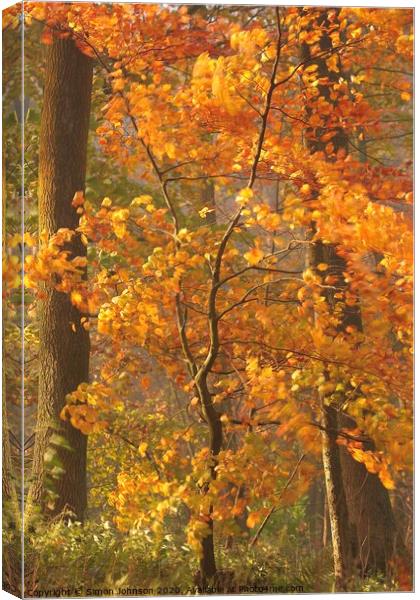 Sunlit Beech tree Canvas Print by Simon Johnson