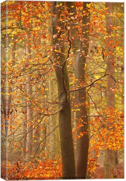 Autumnal Beech Woodland Canvas Print by Simon Johnson