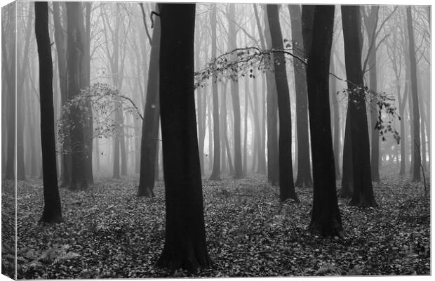  Misty woodland Canvas Print by Simon Johnson