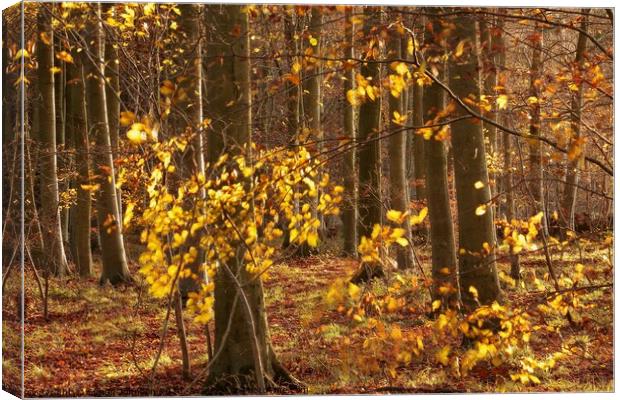 Morning sunlight autumn woodland Canvas Print by Simon Johnson