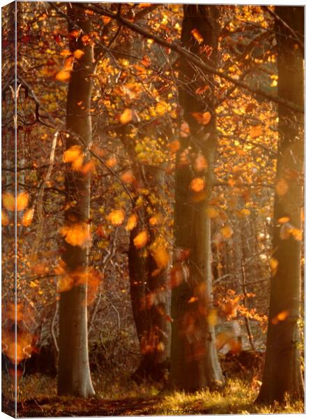 Sunlit  autumn morning Canvas Print by Simon Johnson