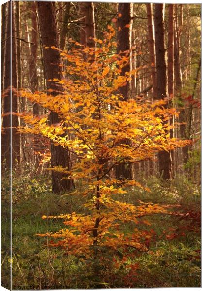 Sunlit autumn beech tree Canvas Print by Simon Johnson