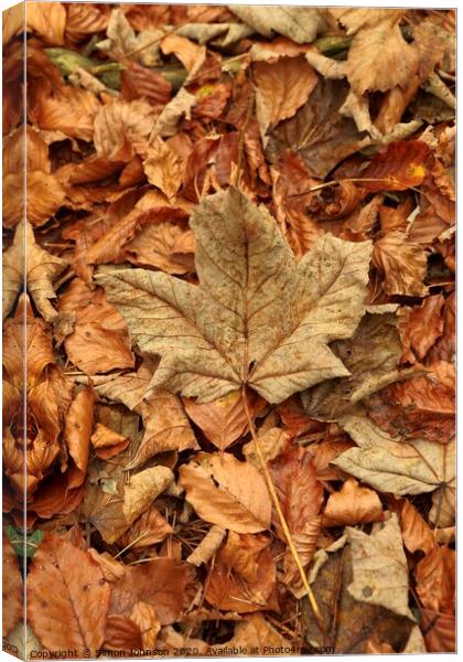 Leaf collage with maple leaf Canvas Print by Simon Johnson