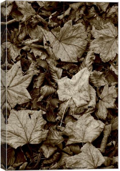 Maple and beech leaves Canvas Print by Simon Johnson