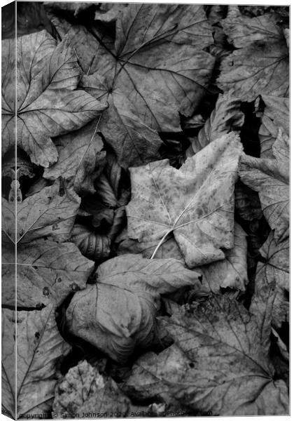 Maple leaf close up Canvas Print by Simon Johnson