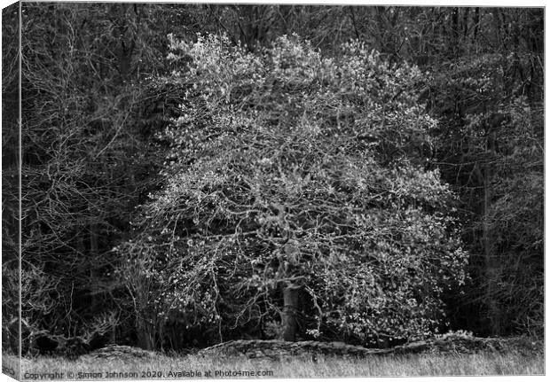 Oak tree  Canvas Print by Simon Johnson