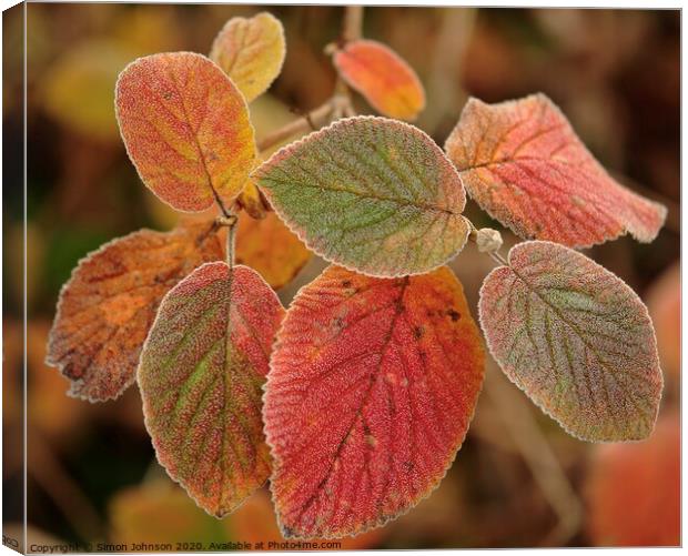 Frosted autumn  leaves Canvas Print by Simon Johnson