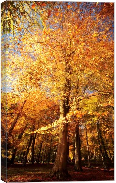 Beech wood Autumn Canvas Print by Simon Johnson