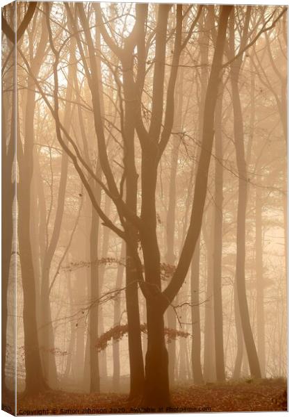 Misty Woodland  Canvas Print by Simon Johnson