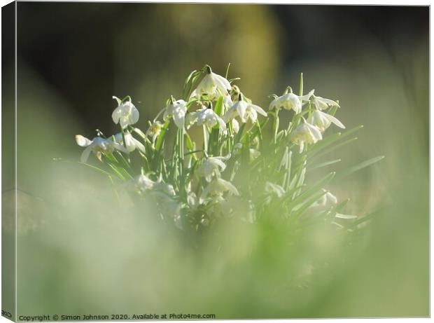 Snowdrops in the mist Canvas Print by Simon Johnson