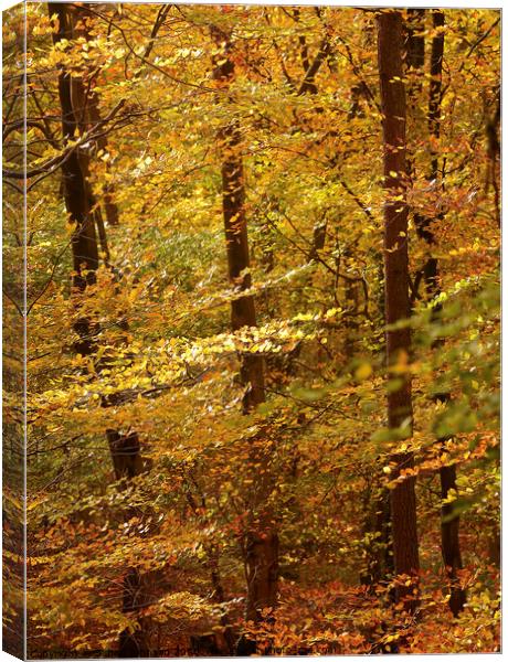 Autumn Colour Canvas Print by Simon Johnson