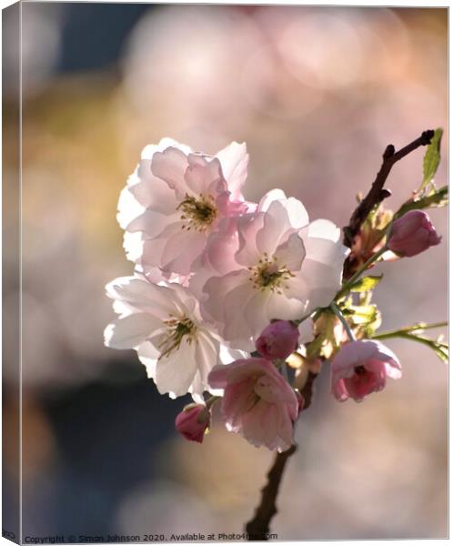 Spring blossom Canvas Print by Simon Johnson