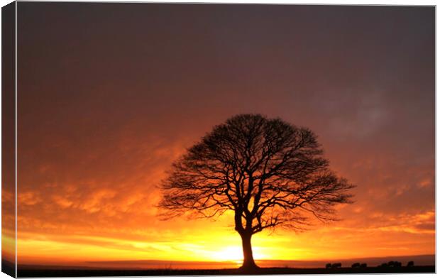 Sunrise tree Canvas Print by Simon Johnson