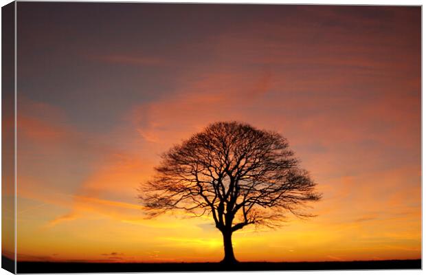 Tree Silhouette dawn  Canvas Print by Simon Johnson