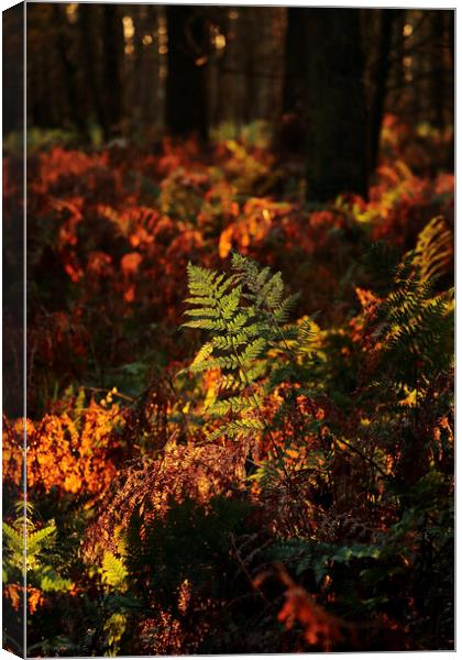 Sunlit woodland Canvas Print by Simon Johnson