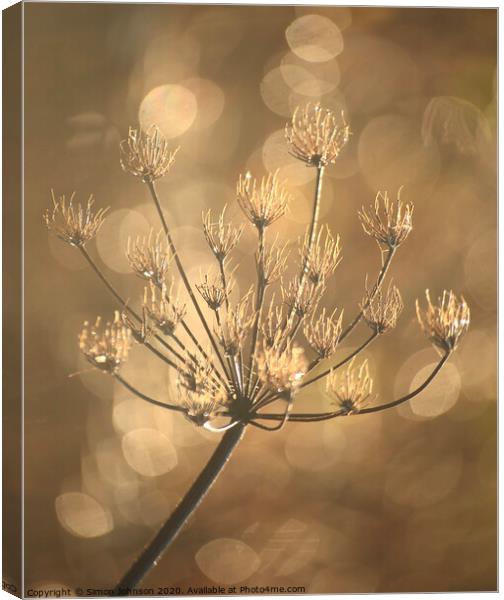 Sunlit frosted grass Canvas Print by Simon Johnson