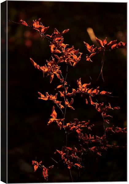 sunlit Beech leaves Canvas Print by Simon Johnson