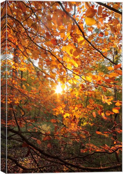Autumn sunlght Canvas Print by Simon Johnson