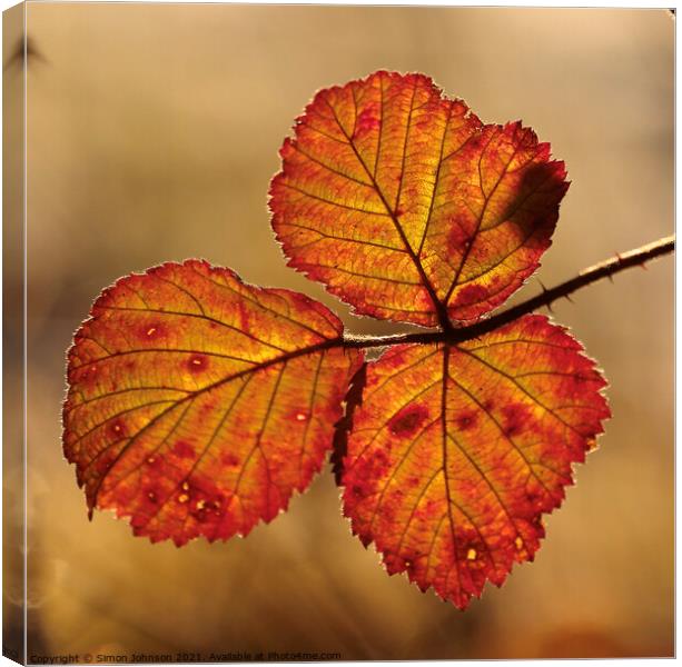 autumn coloured  leaves Canvas Print by Simon Johnson
