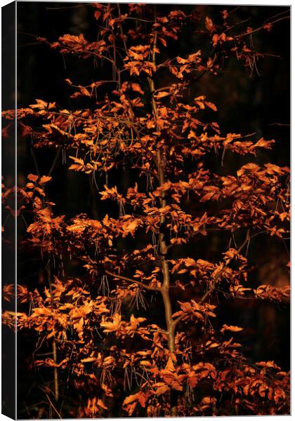 Sunlit beech leaves  Canvas Print by Simon Johnson