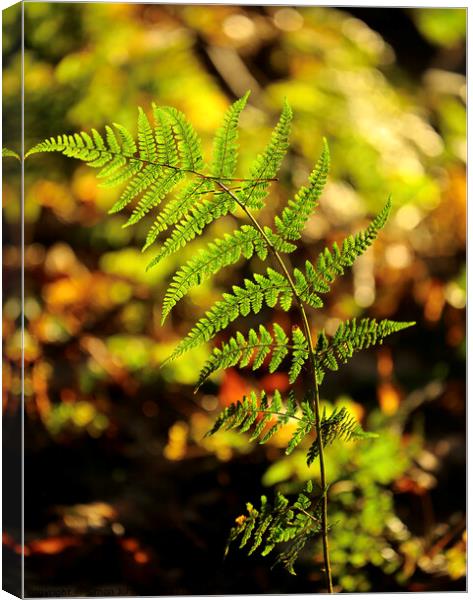 Sunlit fern  Canvas Print by Simon Johnson