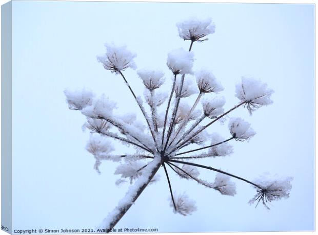 Frosted grass Canvas Print by Simon Johnson