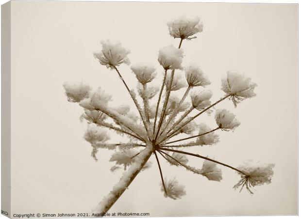Frosted grass sepia Canvas Print by Simon Johnson