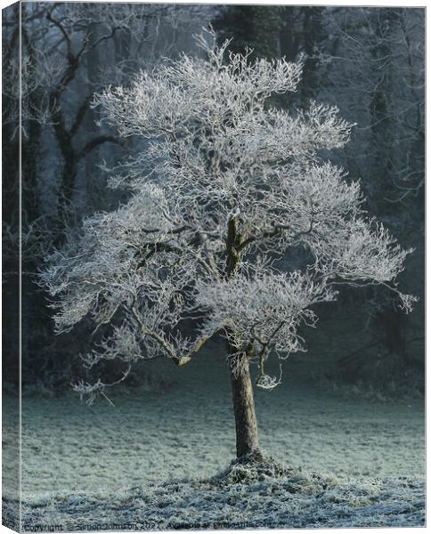 Hoar frost Broadway Woods Cotswolds Gloucestershire  Canvas Print by Simon Johnson