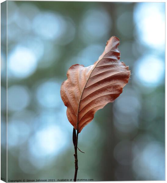 Beech leaf Canvas Print by Simon Johnson