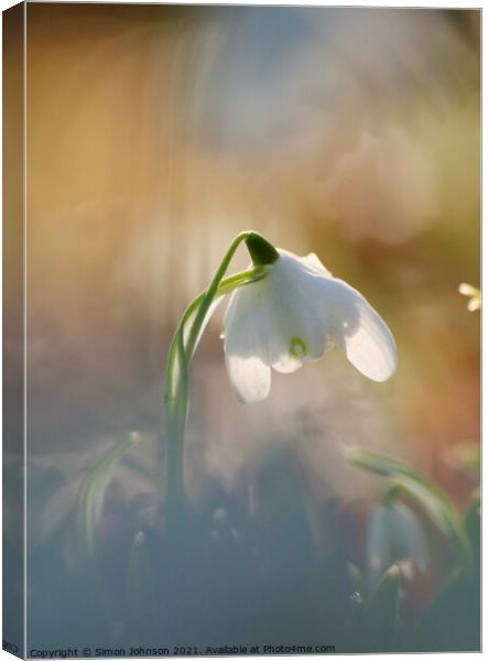 snowdrop flower Canvas Print by Simon Johnson