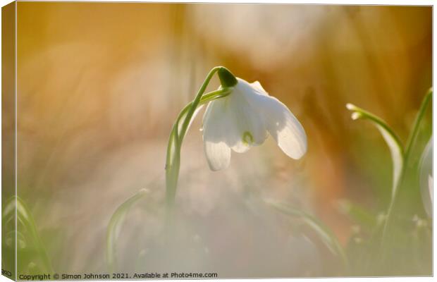 close of of backlit snowdrop Canvas Print by Simon Johnson