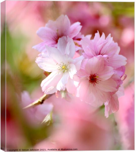 Diffused Cherry blossom Canvas Print by Simon Johnson
