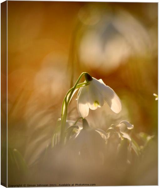 Sunlit snowdrop Canvas Print by Simon Johnson